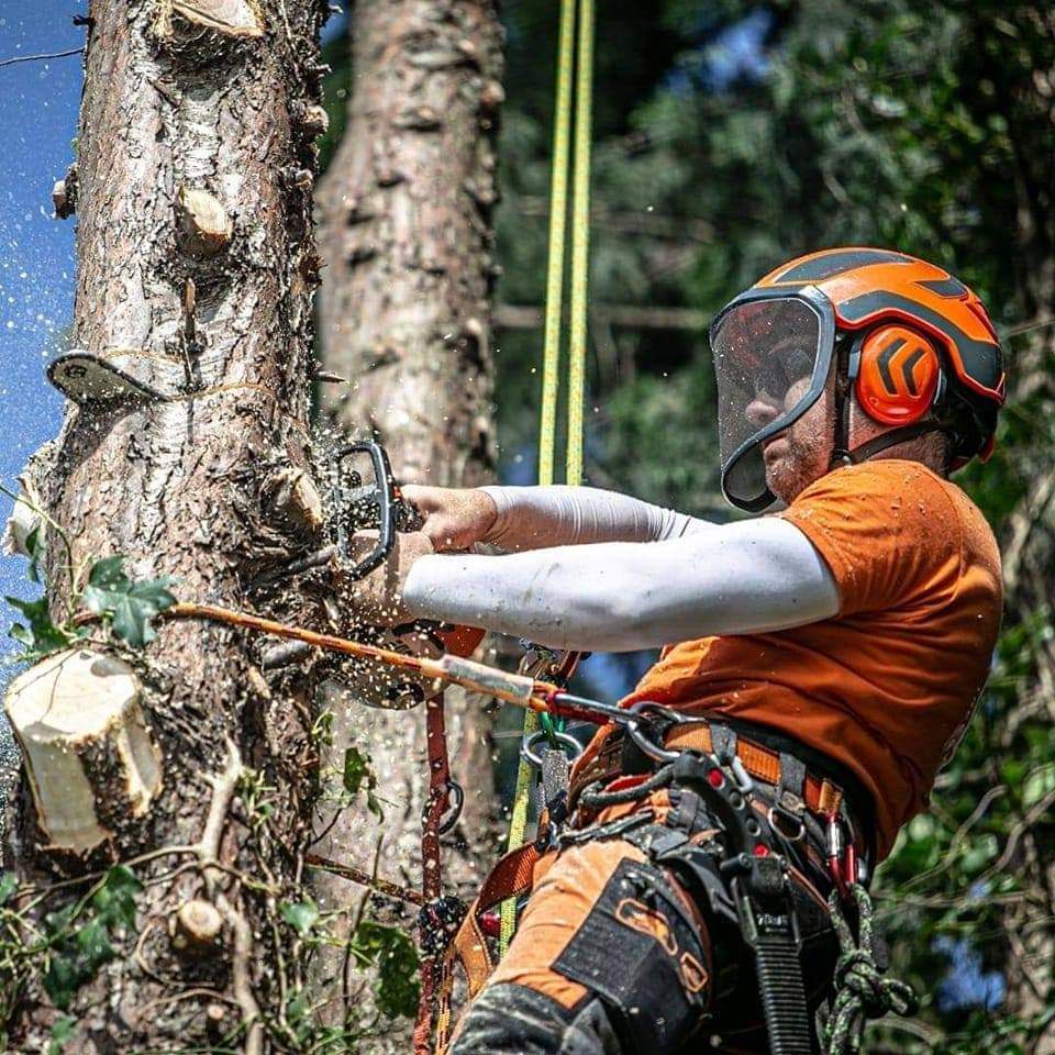 Tree surgeon cutting trunk
